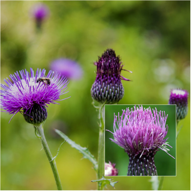 sea thistle sea holly